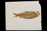 Detailed Fossil Fish (Knightia) - Wyoming #174702-1